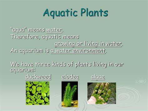 Aquatic Plants – Definition, Types, and Importance .